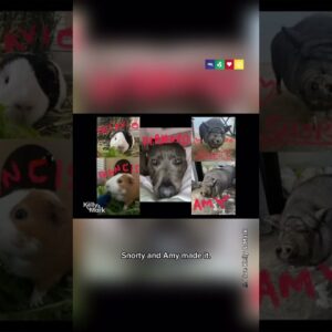 How Rainn Wilson's Animals Survived California Wildfires