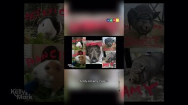 How Rainn Wilson's Animals Survived California Wildfires